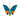 Madagascar Silk Moth Ornament - Teal